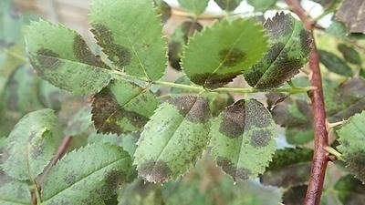 Common flower diseases and their prevention measures