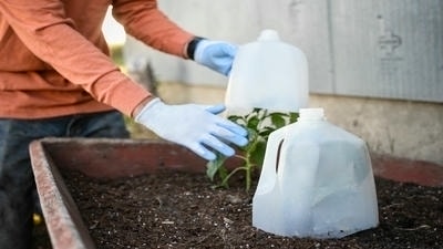 Warmth and protection methods for winter gardens